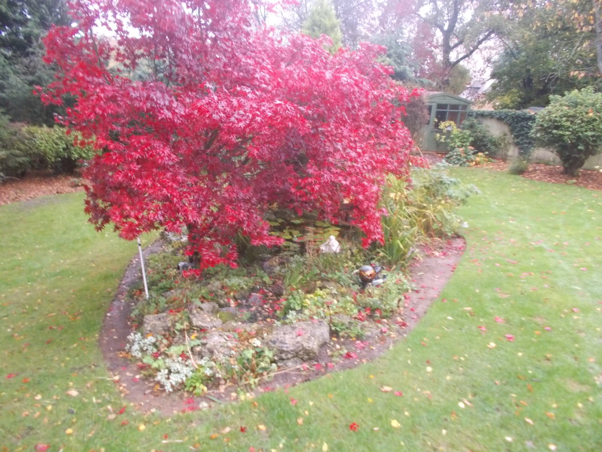 Child Proof Pond Clayton's Fencing